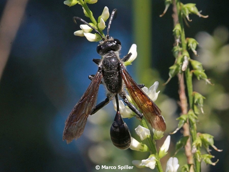 Sphecidae:  Isodontia mexicana